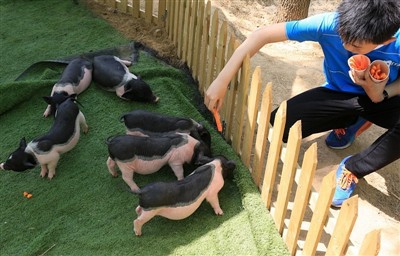 यदि गिनी पिग को हीटस्ट्रोक हो जाए तो आप क्या करेंगे?